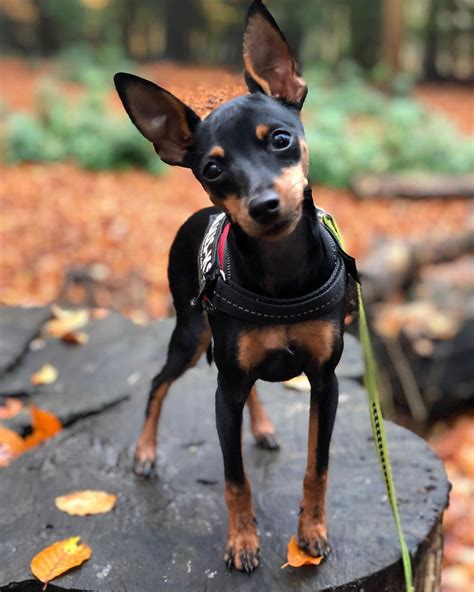 Adopt a miniature pinscher. Things To Know About Adopt a miniature pinscher. 
